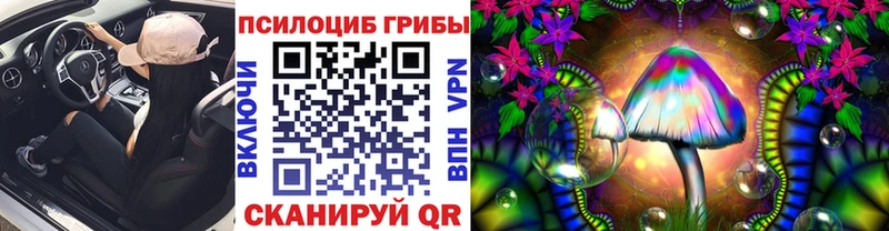Псилоцибиновые грибы Psilocybe  хочу наркоту  Курчалой 
